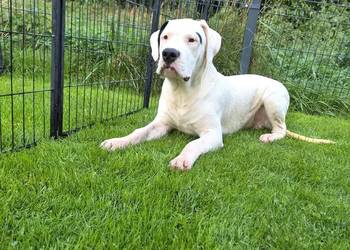 Szczeniaki Dog Argentyński ZKwP (FCI) krycie zagraniczne SŁOWACJA