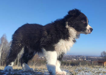 Piękna Suczka BORDER COLLIE z papierami po dobrych rodzicach