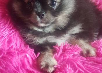 Suczka szpic pomeranion