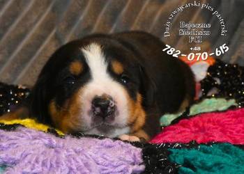 mamy szczenięta Duży Szwajcarski Pies Pasterski szczeniak szczeniaki