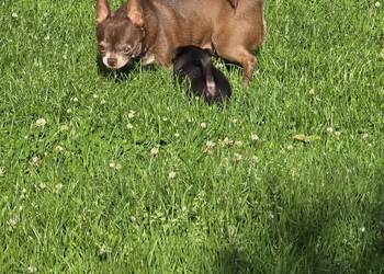 Chihuahua czekoladowa dorosła