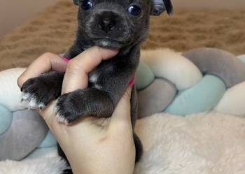 Chihuahua piesek krótkowłosy niebieski Blue badania DNA