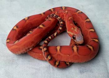 Samica SCALELESS RF het Hypo Diffused Amel, wąż zbożowy, węże zbożowe