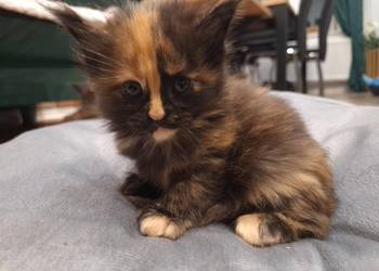 Kotek main coon z rodowodem