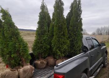Tuja szmaragd tuje thuja smaragd szmaragdowa