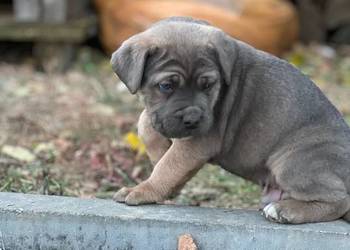 Cane Corso rodowodowe