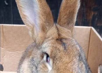 Królik - dorosły samiec