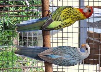 Rozella białolica niebieski pastelowy