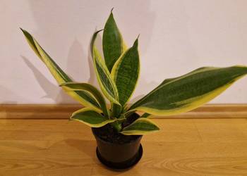 sanseveria wężownica kwiatek