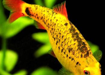 Brzanka brokatowa - Brzanka Schuberta - Brzanka chińska