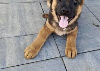 Owczarek Niemiecki długowłosy