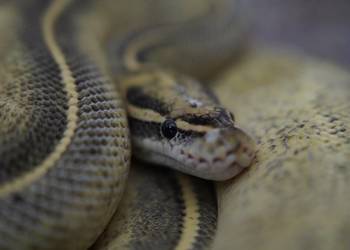 Waż pyton królewski Highway cb21 2100g regius