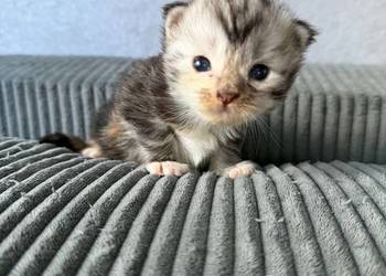 Maine Coon