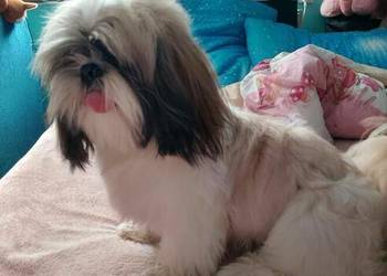 Sprzedam psa Shih tzu