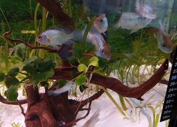 Sprzedam lub zamienię Akary blue elektrik