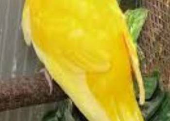 Papuga Papugi Kozie Żółte Modrolotka Para Samiec Samica 2025r