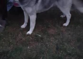 Reproduktor Syberian husky