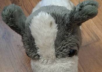 Maskotka, piesek, pluszak