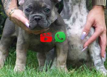 Buldog Francuski – małe buldożery