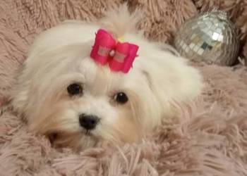 Śliczna, mini suczka maltańczyk z rodowodem!