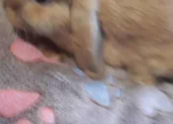 Mini lop