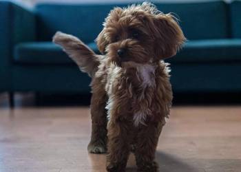 Suczka Maltipoo