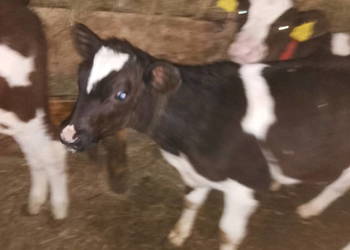 Jałoweczki do dalszego chowu