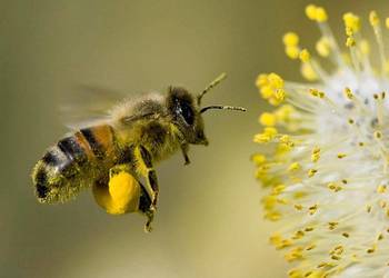 Zapylanie upraw przez pszczoly