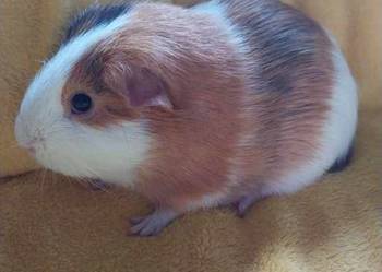 Samiec świnki morskiej 8 miesięczny