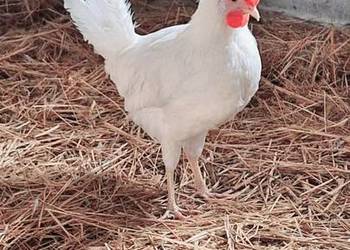 Koguty leghorn brakla srebrna