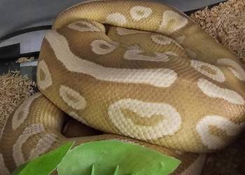 Samiec Pyton królewski python regius banana mojave