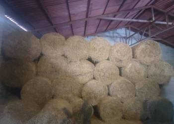 Siano suche dla koni