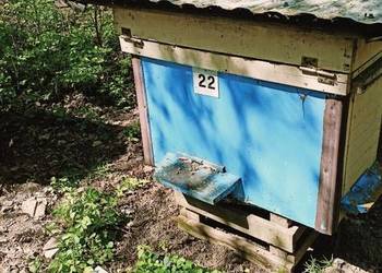 Pszczoły, Pasieka, Rodziny Pszczele, Ule z pszczołami