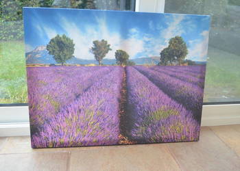 Obraz na płótnie Lawendowe pole 80x60