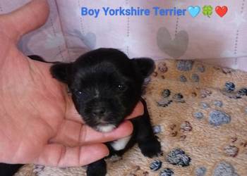 Zapraszam do rezerwacji szczeniąt Yorkshire Terrier