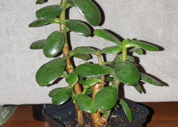 Grubosz, crassula, ładne drzewko szczęścia
