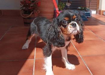 Cavalier King Charles Spaniel - suczka Tricolor