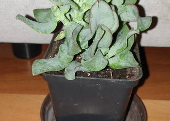 Grubosz Arborescens lub  undulatifolia 'Blue Hale"