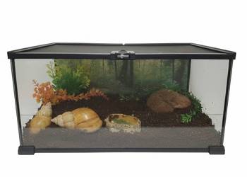 Dwa ślimaki afrykańskie+ terrarium