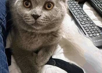 Kotek brytyjski krótkowłosy/ Kocurek