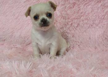 Chihuahua krótkowłosa kremowa sunia ZKwP FCI!
