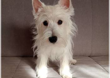 West Highland White Terrier  |  ZKwP FCI suczka