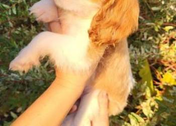Dwa pieski cavalier King Charlie spaniel Dwa pieski cavalier King Charlie spaniel