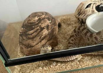Wąż Heterodon Zachodni + terrarium i wyposażenie