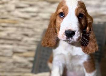 Wyjątkowy piesek Cocker Spaniel Angielski z rodowodem wielopokoleniowym