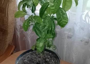Drzewko mandarynki polecam