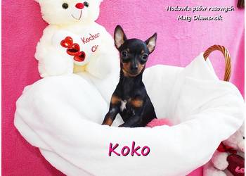 !! Ultra MINI !! Sunia KOKO Pinczer miniaturowy ( Ratlerek ) z Rodowodem