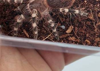 Acanthoscurria geniculata ptasznik białokolanowy