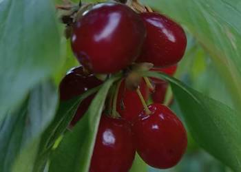 Dereń jadalny mrożony – naturalny skarb z sadu!