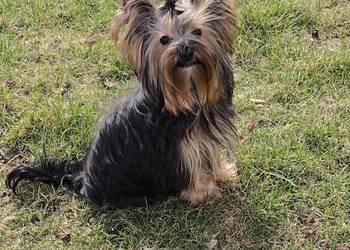 Yorkshire terrier